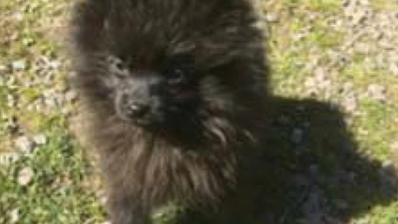 Social, öppen och trevlig. Chihuahua, pomeranian. Hane. Troligen under sex månader.