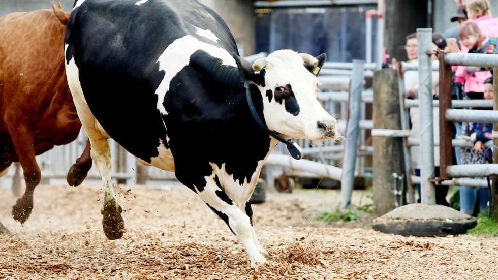 Många kor går snabbt över i galopp när de släpps ut på första vårbetet, andra prövar på det här att stångas lite prövande, och en tredje grupp vill bara kolla in om vårbetet är lika frodigt som i fjol.
