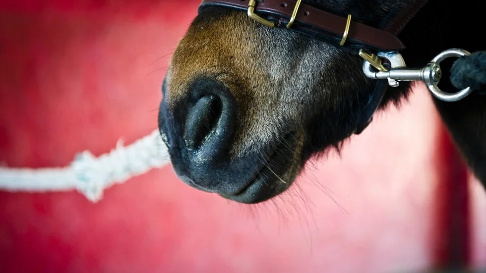 häst mule