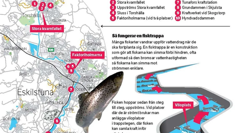 I december 2013 var Eskilstuna kommun villig att satsa 15 miljoner på att bygga en fisktrappa i ån men planerna blev lagda på is, skriver vänsterpartisten Maria Chergui och menar att det är ett av flera exempel på att Socialdemokraterna inte längre prioriterar miljöfrågor.