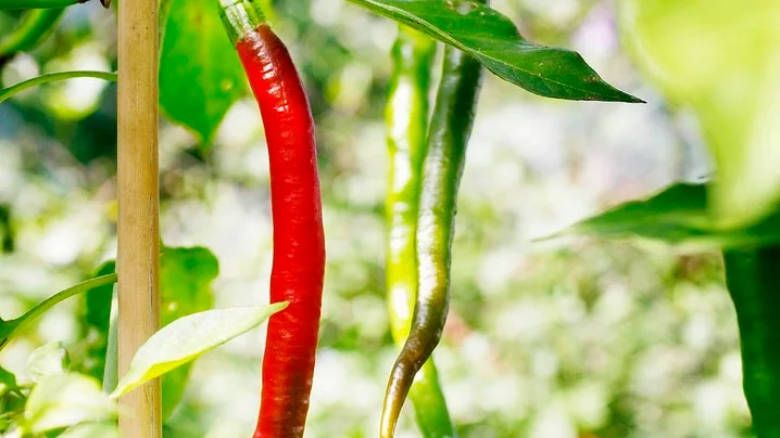 "Styrkan är olika för varje chili, när man provsmakar får man en känsla för styrkan", säger Janne Lindmark.