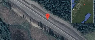 Älg på vägen på E10