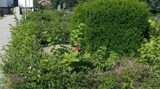 Västlands kyrkogård missköts tycker Eva Mattsson.