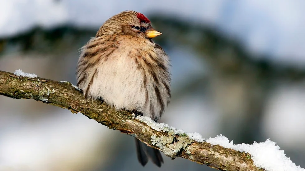 Gråsiskan är den i särklass vanligaste fågeln i Sörmland.