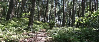 Insändare: Kronskogen är försummad