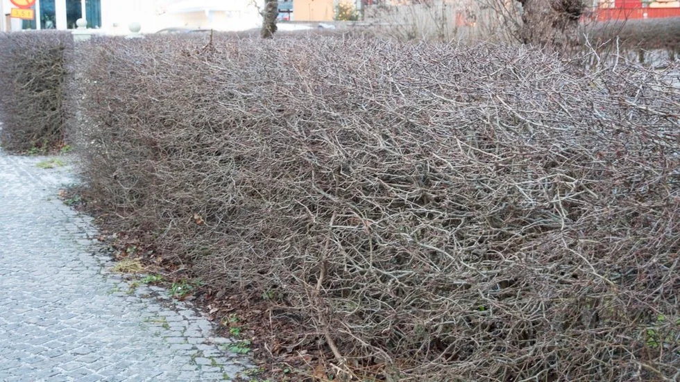 Enligt Christoffer Eriksson, parkingenjör på kommunen menar att det handlar om att beskära grannhäcken. Häcken på bilden har inget med häcken i artikeln att göra.