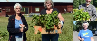 Populära självplockningen i Tystberga läggs ned: "Klart att det är vemodigt" ✓Plantorna säljs till förmån för Ukraina 