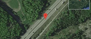 Rådjur på vägen på E20
