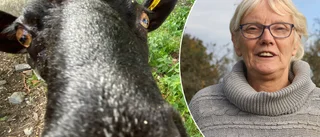 Fåret Dolly ensam överlevare – nytt liv hos djurvännen Eva Söderberg efter vargattacken