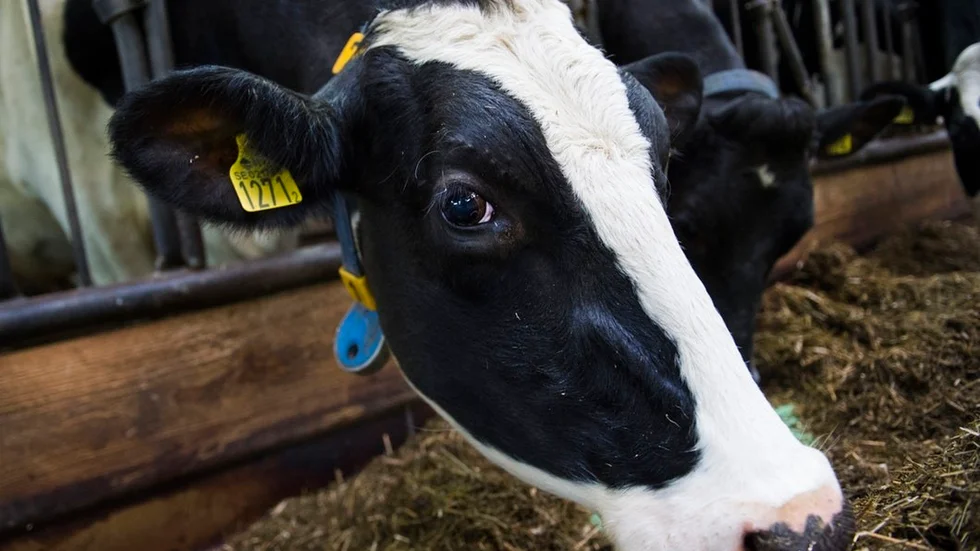Signaturen "En frustrerad trettonåring" uppmanar alla att äta mindre med kött. Foto: Emil Langvad, TT.