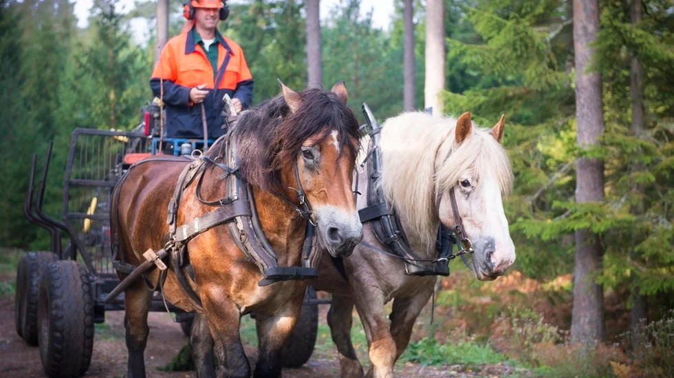 Johan och hans hästar på plats i skogen, just den här dagen i Kovikstrakten.