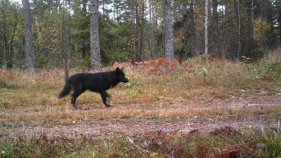 De hybrider som fångats på bild har varit mörkare i pälsen än vad som är normalt för vargvalpar. Foto: Länsstyrelsen.
