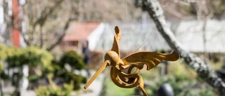 Nu blommar blåsipporna i Stenströms öppna trädgård