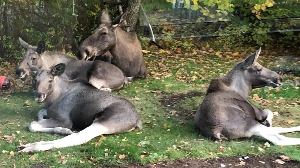 Älgkon som gillar trädgårdar är begåvad som söker sig dit när det är älgjakt i skogen, skriver signaturen "Natur- och djurvän".