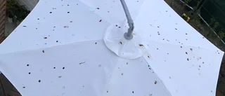 Deras sommar förstördes av fågelbajs från lyftkranen
