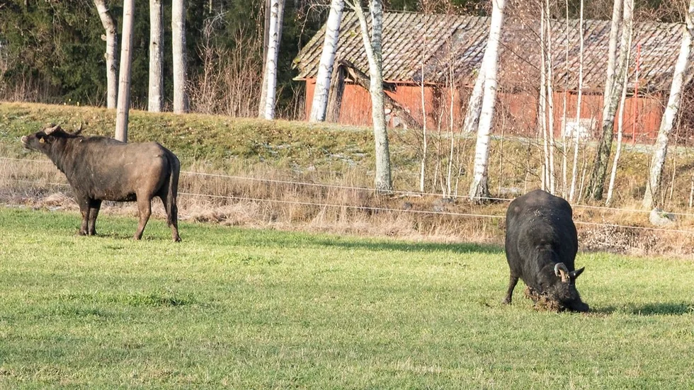 Bufflarna älskar att böka med hornen i marken. Bufflarna använder sina horn bland annat till att ventilera kroppen med.