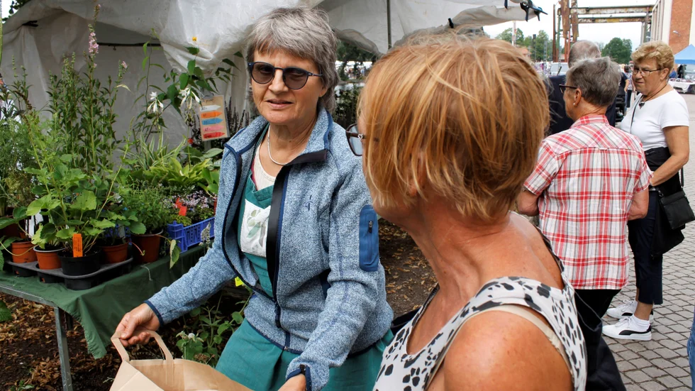 Perenner till salu. Karin Frisell sålde växter på Hantverksmarknaden. Annette Cronhamn stannade till för att titta på utbudet.