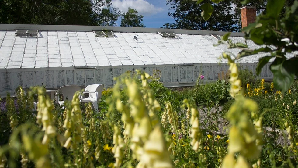 Växthuset vid Stora Djulö har numera hela rutor. Men invändigt finns stora renoveringsbehov. Glasen har medlemmarna i Stora Djulö trädgårdsentusiaster kalkat för att det inte ska bli för varmt inne i växthuset.