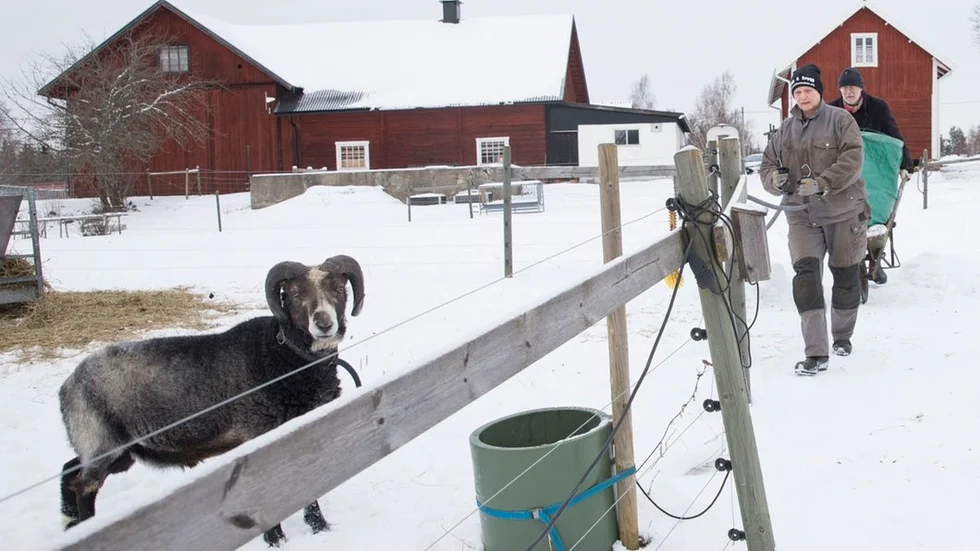 Tre baggar tjänstgör på Gåsenäs. Förutom stora bocken Bruse är det Tede och Ruter enligt rekommendationer från rasens genbank. Det är stängslat enligt konstens, och länsstyrelsens, alla regler. "Men det är ingen garanti för att vargen inte kommer åt dem", säger Anne Kron.