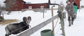 De försöker rädda utrotningshotade får