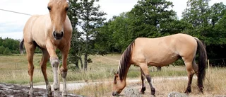 Cowboydrömmar kan uppfyllas på Hedlandet