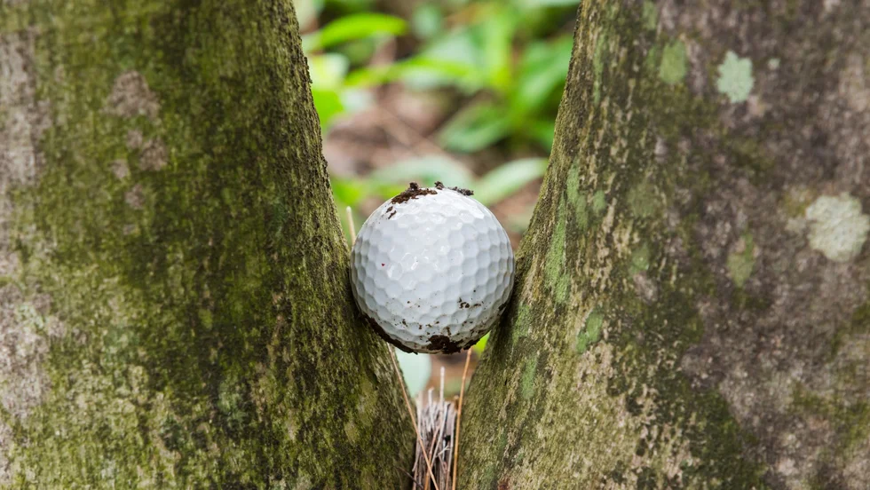 I sommar ska tusentals tampas med den hjärtlösa golfen i Norrbotten. Länets elva golfbanor finns i Björkliden, Kiruna, Gällivare-Malmberget, Porjus, Övertorneå, Haparanda/Torneå, Kalix, Boden, Luleå, Arvidsjaur och Piteå. 