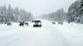 Kvinna drev renar med bil – frias för djurplågeri