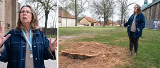 Stor förändring vid domkyrkan – 13 träd tas bort: ”Hjärtskärande”
