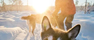 Hundkrafternas fart på färden