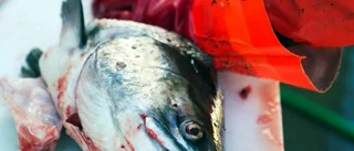 Fisketur slutade med böter