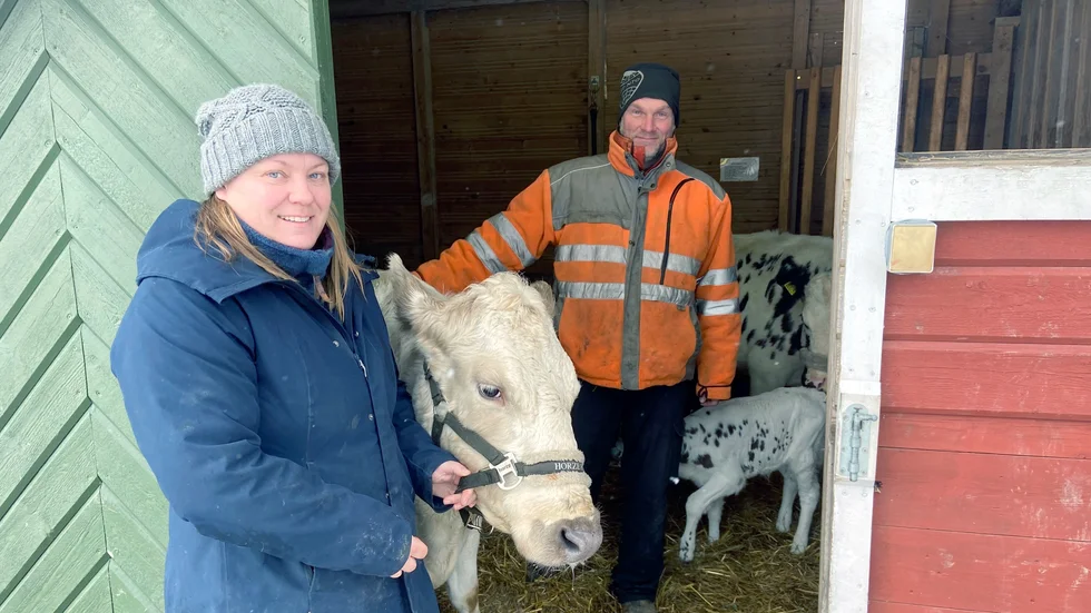 Lisa Asplund och Jacob Andersson driver Hallmyra gård. Här syns paret ihop med kor och en av de nyfödda kalvarna (Taggtåtel).