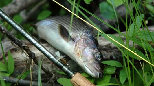 Harren är det nordliga landets fisk.