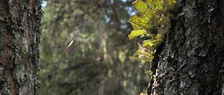 100 miljoner för skyddsvärda naturområden