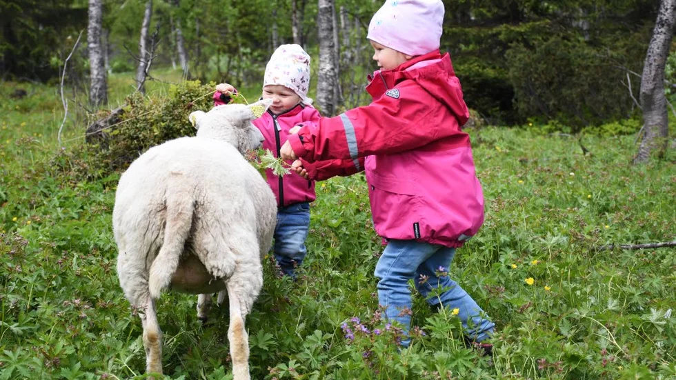 Milla och Henna Alalehto hälsade på fåren och matade dem med lite gott att äta.