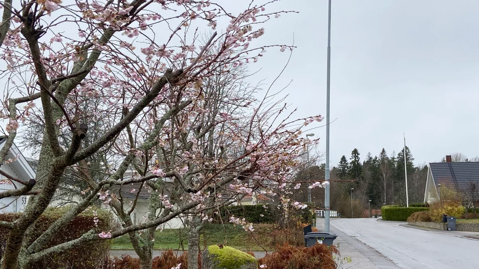 Det är första gången som de japanska körsbärsträden blommar i november. Träden har stått i trädgården i över tio år och beskärs hårt varje år. 
