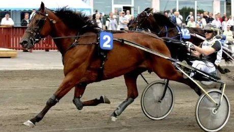 Global Harness, Petter Lundberg