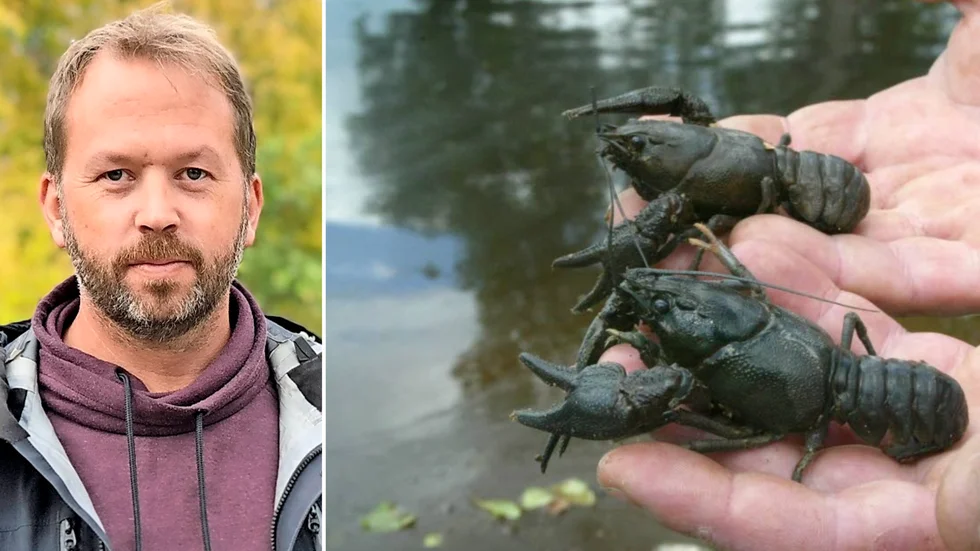 Kommunen har bland annat använt pengar till att kartlägga sjukdomen bland kräftorna.