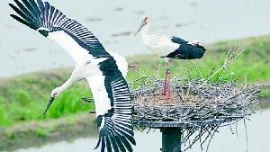 ovalig gäst. En stork har varit synlig i Avan de senaste dagarna dock inte detta storpar.