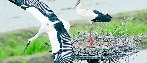 Storken på besök i Avan