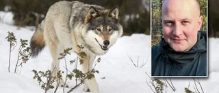 Länsstyrelsen: "Det behövs mycket snö för vi ska se vart vargen tagit vägen"