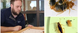 Många skäms över att få skadedjur hemma