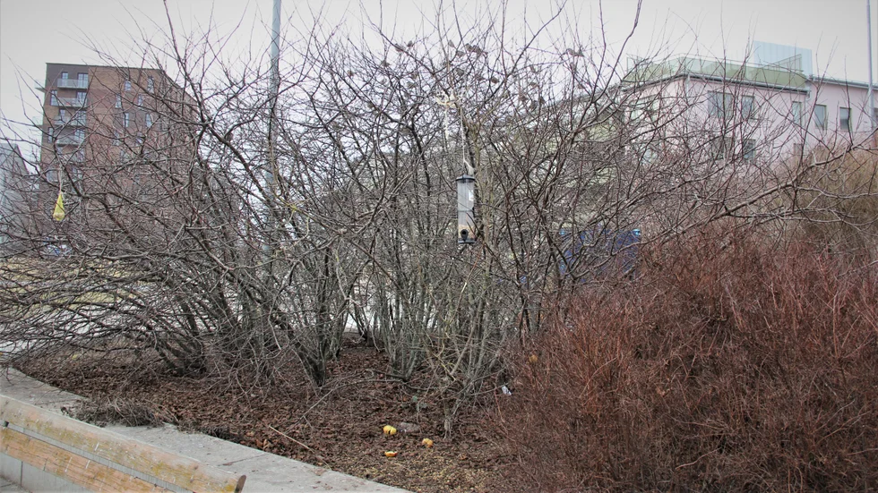 I Gjuteriparken samt på andra grönområden vid Mimmi Ekholms plats har någon satt upp fågelmatare, under vilka det ligger mängder med fröer. Boende vill nu att kommunen agerar innan råttorna "exploderar i antal". 