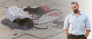 "Det är alltså inte insekter den progressiva miljövännen ska äta, utan råtta"