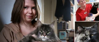 Öns alla katter samlas i nytt register • Gör det enklare att spåra bortsprungna och skadade • ”Vi tycker det är fantastiskt bra”