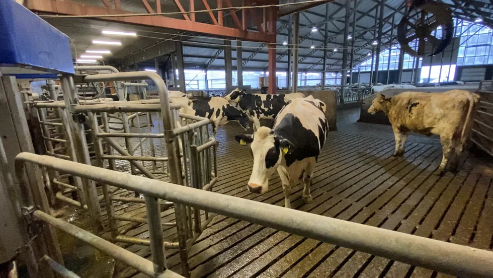 Bättre för kon. Att få röra sig fritt inomhus kan många gånger vara bättre än att vara ute för mjölkkor, menar artikelförfattarna.