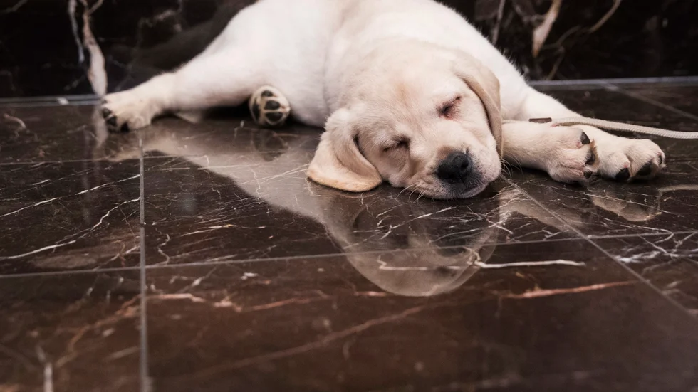 Labrador retriever var den vanligaste hundrasen i Jordbruksverkets register. Arkivbild.