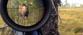 Björnjakt med kanonskott på älg