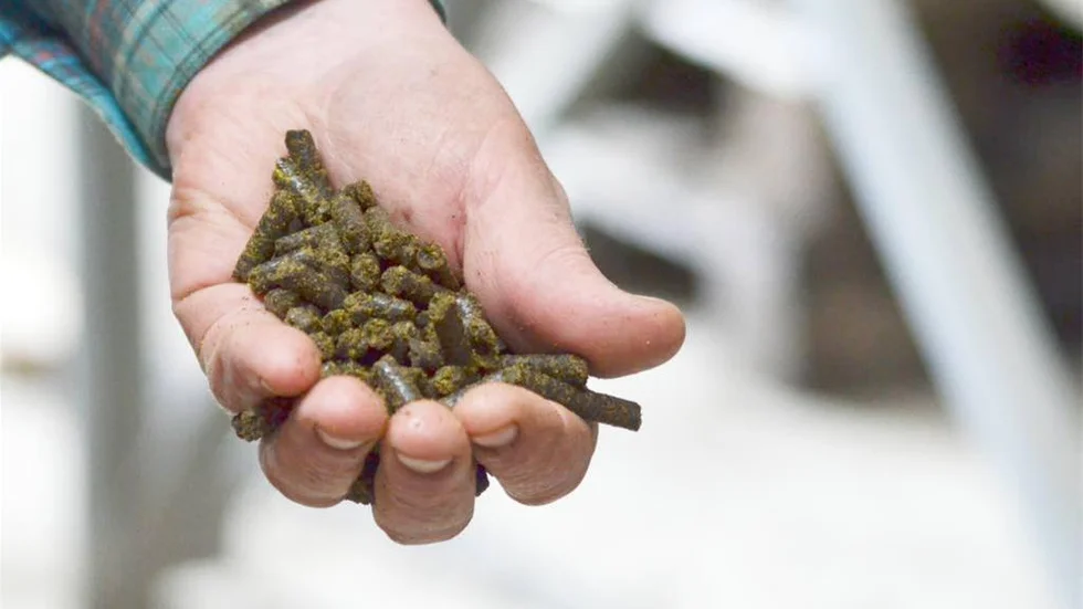Den rybs som inte blir olja, blir till pellets till korna att äta.