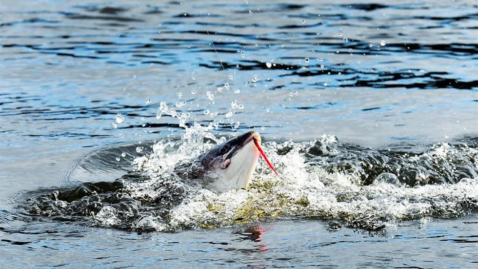 Den tillökade fisketillsynen ska skydda laxen.