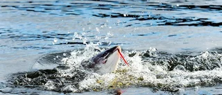 Fisketillsyn ger resultat